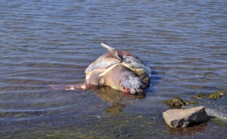 Vahşet Caretta Caretta'ya kurşun!